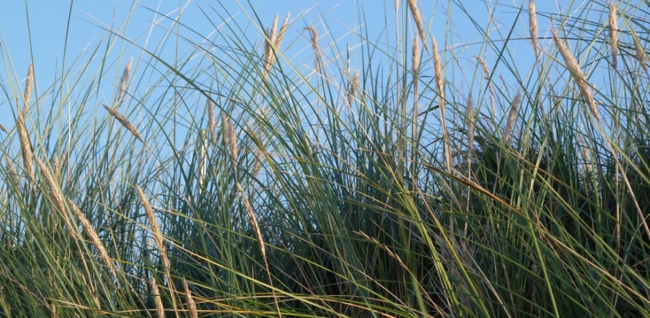 Natur in ihrer ganzen Vielfalt und Einzigartigkeit – Entdecken Sie den einmaligen Lebensraum Wattenmeer an der Nordseeküste.